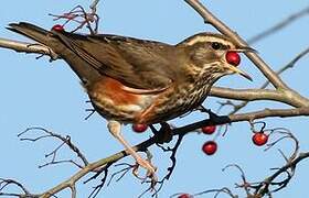 Redwing