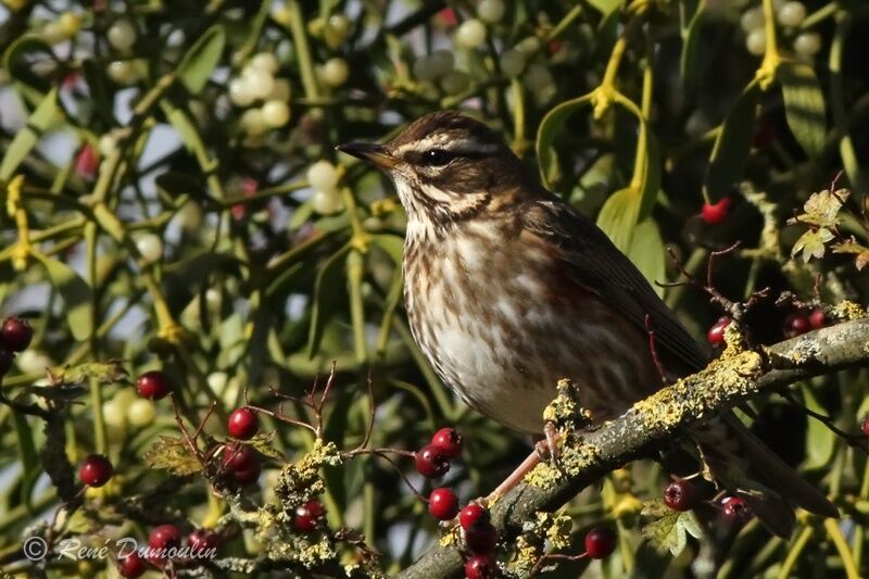 Grive mauvis1ère année, identification