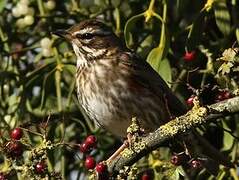 Redwing