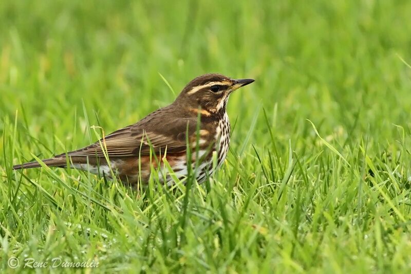 Redwingadult, habitat, fishing/hunting