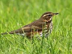 Redwing