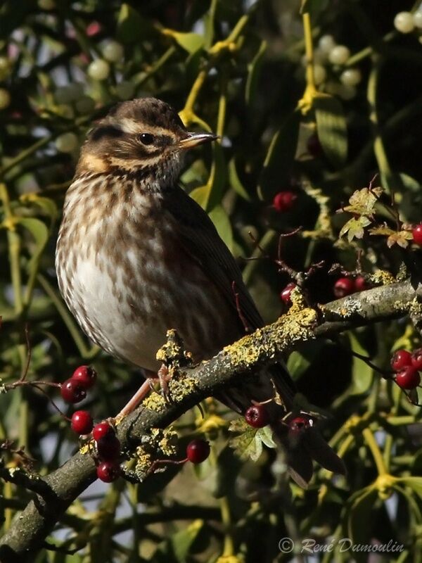 RedwingFirst year, identification