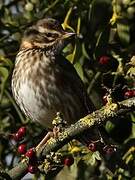 Redwing