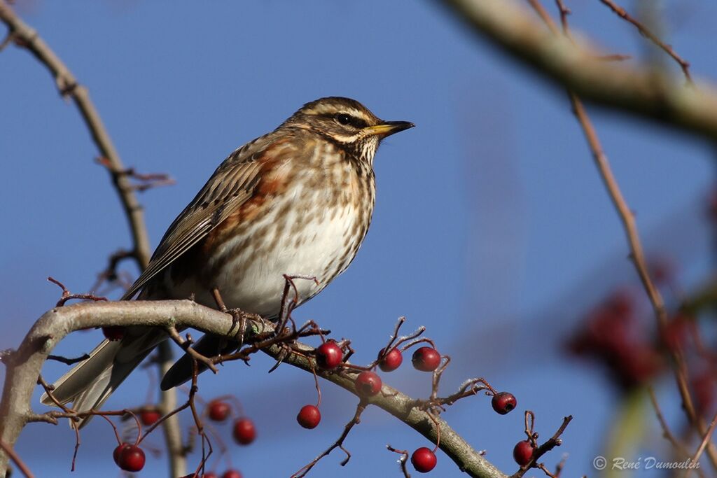 Redwingadult transition, identification