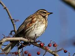 Redwing