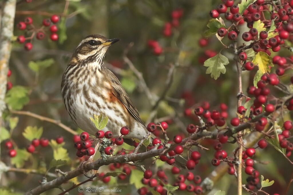 RedwingFirst year, identification