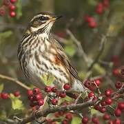 Redwing