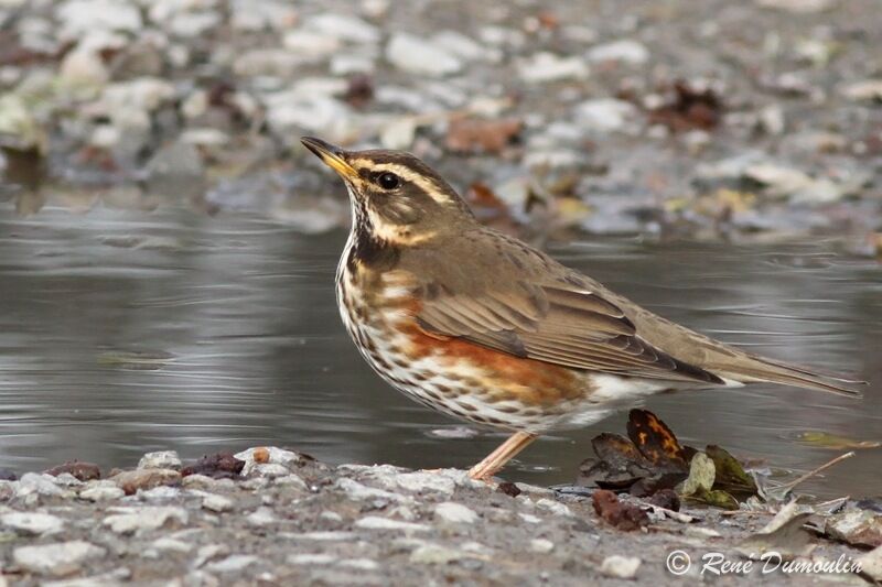 Redwing, identification