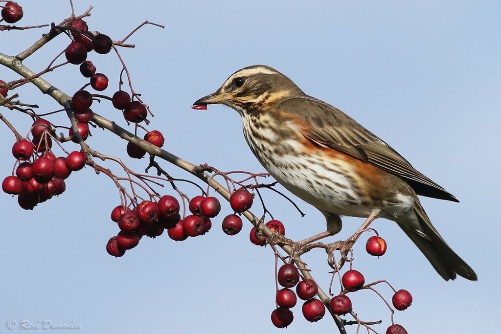 Redwingadult, identification