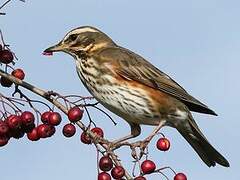 Redwing