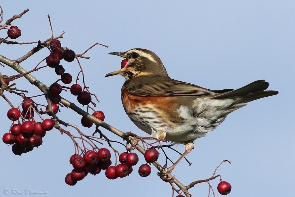 Redwingadult post breeding, identification, feeding habits