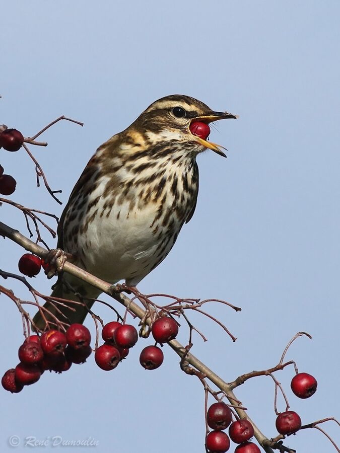 RedwingFirst year, identification, feeding habits