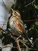 Redwing