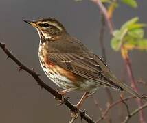 Redwing