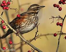 Redwing