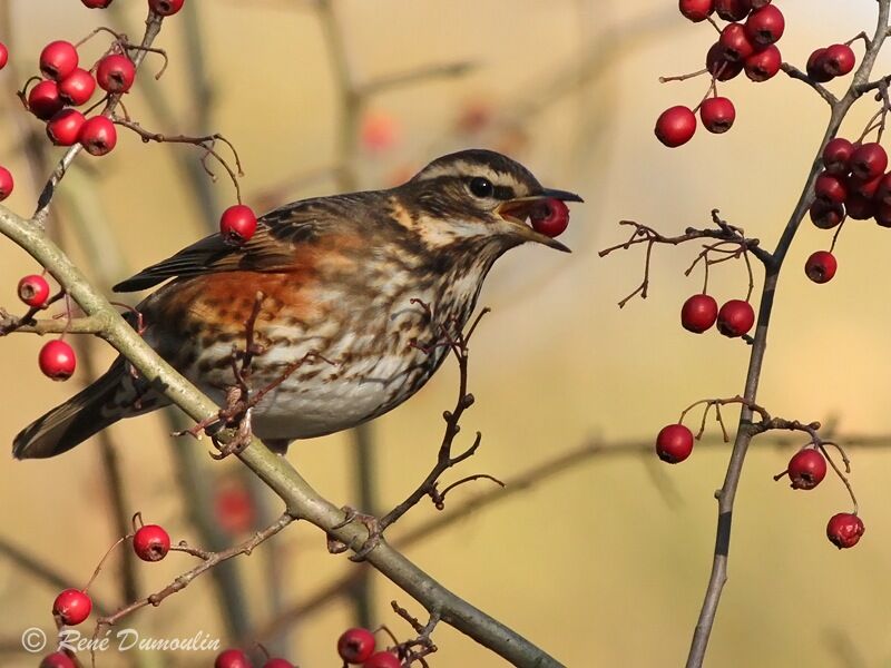 Redwingadult, feeding habits