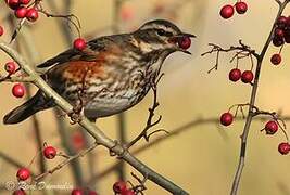 Redwing