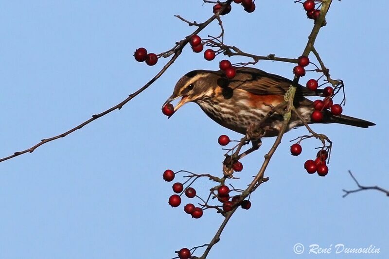 Redwingadult, identification, feeding habits, Behaviour