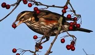 Redwing