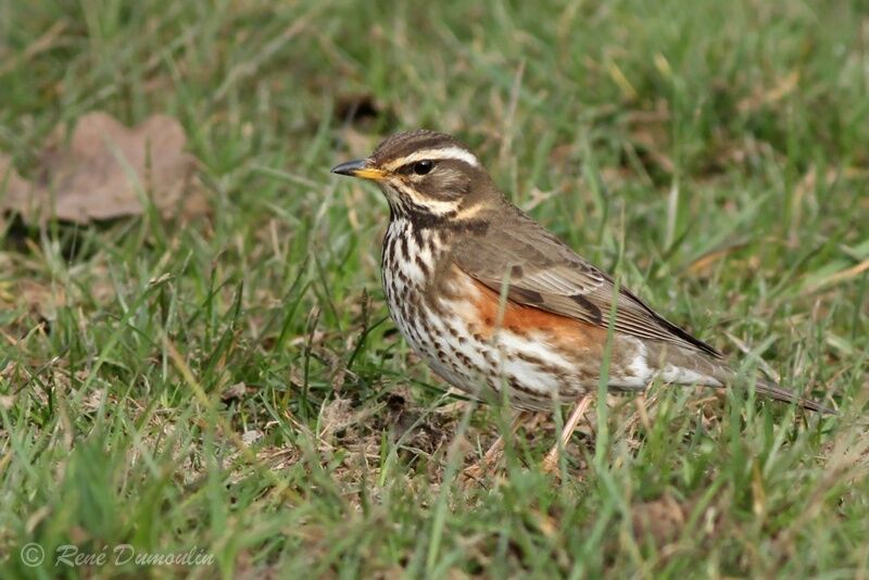 Redwingadult, identification