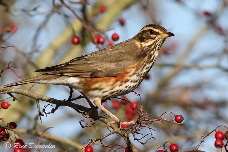 Redwingadult, identification