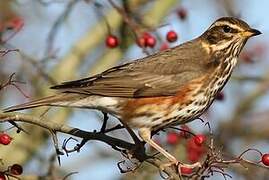 Redwing