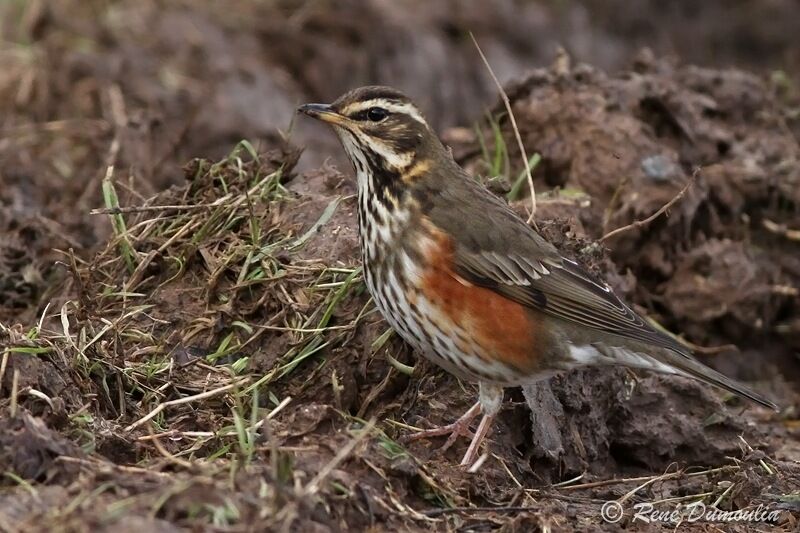 Redwingimmature, identification