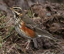 Redwing