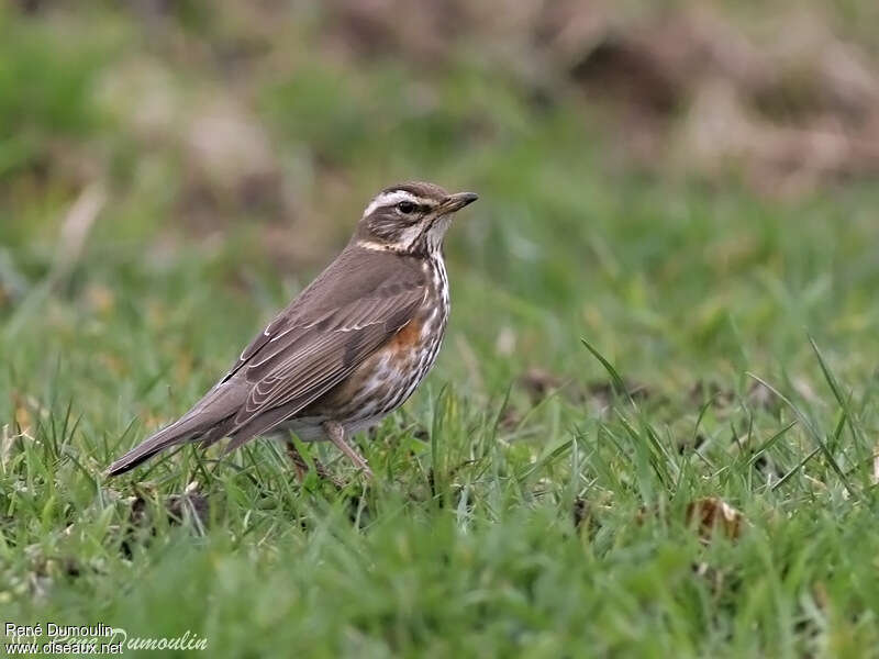 Grive mauvis2ème année, habitat, pigmentation, pêche/chasse