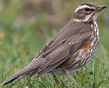 Redwing