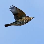 Song Thrush