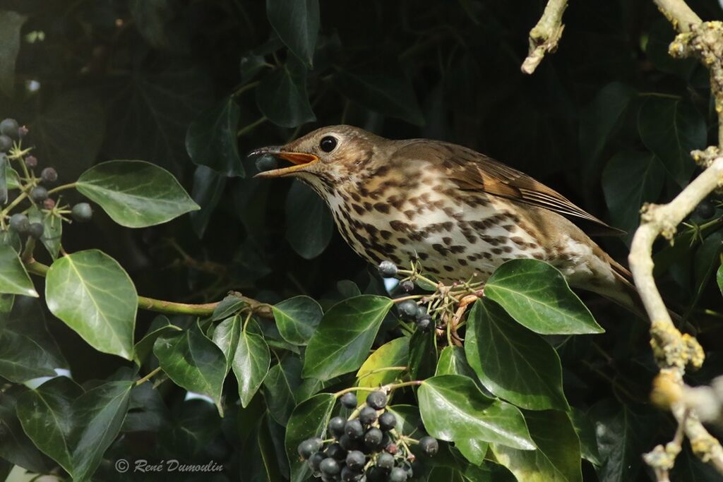 Song Thrushadult breeding, identification, feeding habits