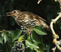 Song Thrush