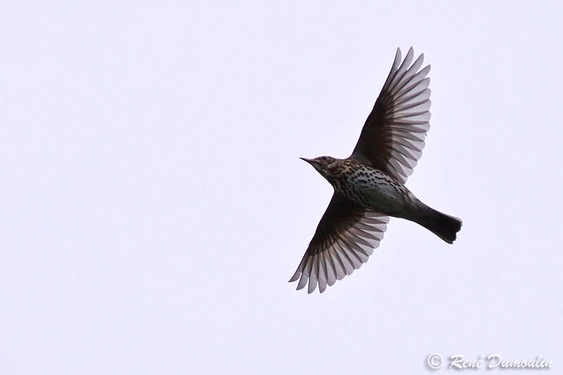 Song Thrush, Flight