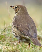 Song Thrush