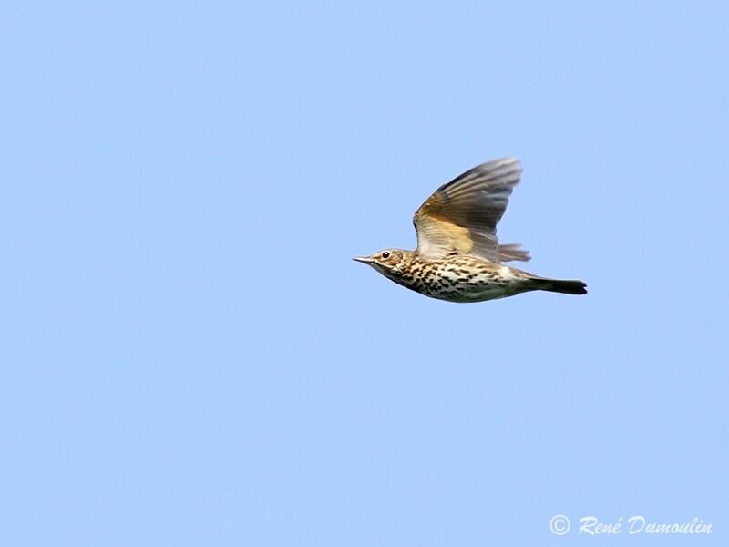 Song Thrush, Flight