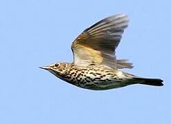 Song Thrush