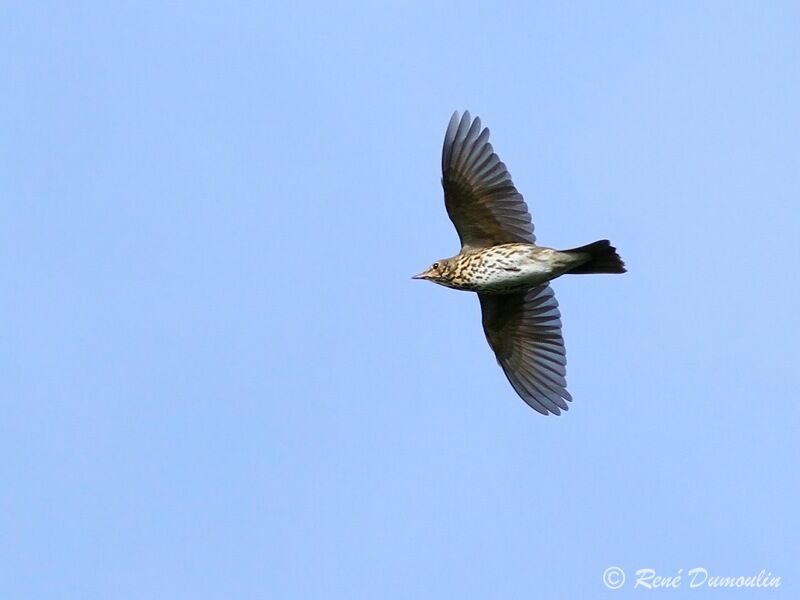 Song Thrush, Flight