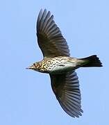 Song Thrush