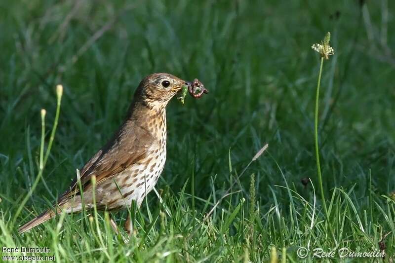 Song Thrushadult, feeding habits, Reproduction-nesting