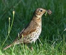 Song Thrush