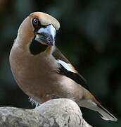 Hawfinch