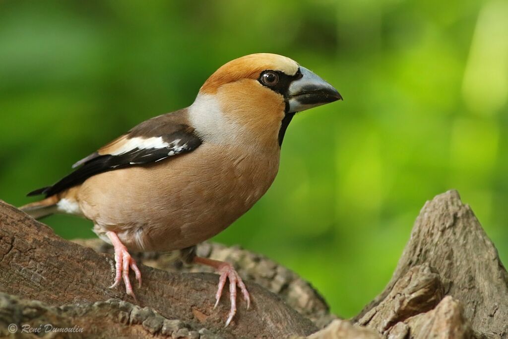 Hawfinch male adult breeding, identification