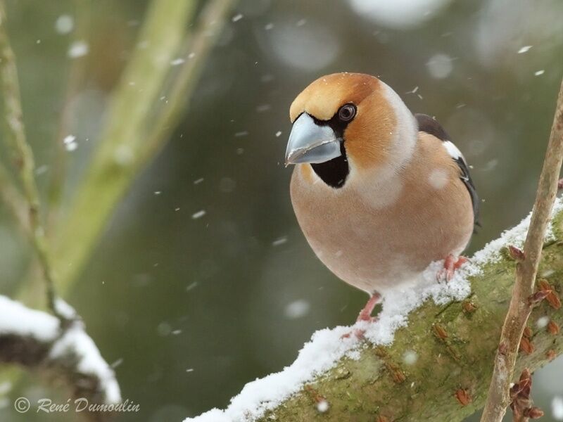 Hawfinch male adult, identification