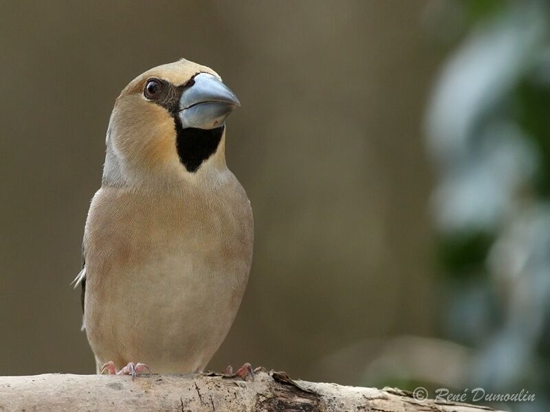 Hawfinch female adult, identification