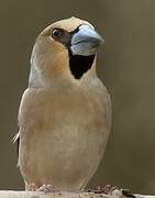 Hawfinch