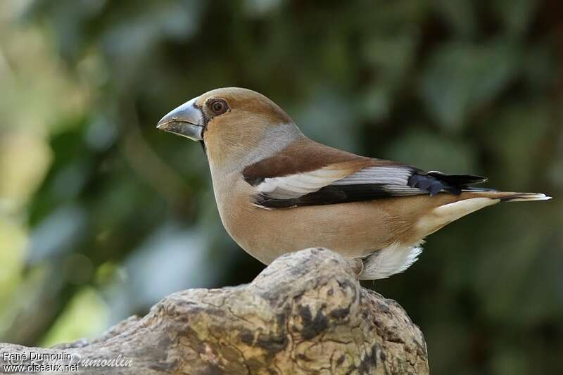 Hawfinch female adult breeding, identification