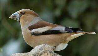 Hawfinch