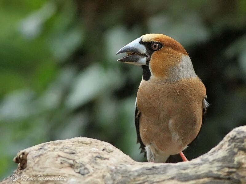 Grosbec casse-noyaux mâle adulte, identification