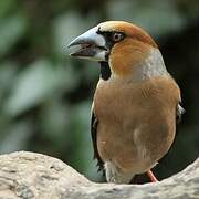 Hawfinch